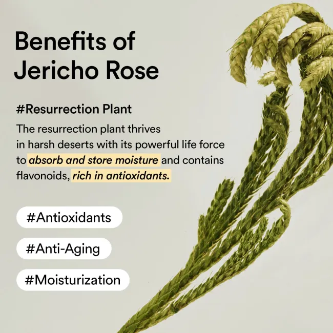Collagen eye cream Jericho rose tube 30ml
