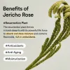 Collagen eye cream Jericho rose tube 30ml